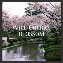 Wild Cherry Blossom