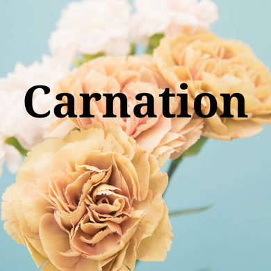 Carnation