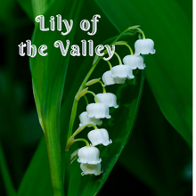 Lily of the Valley