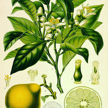 Bergamot (Citrus aurantium bergamia), organic from Italy